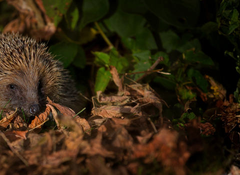 A hedgehog at night nestled amongst autumn leaves on the floor
