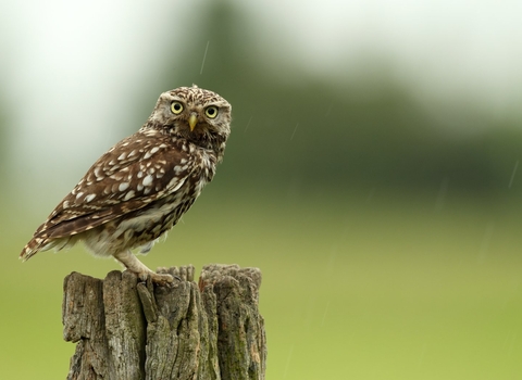 A little owl (Athene noctua) hunts from a post in the rain, Essex, UK - Luke Massey/2020VISION