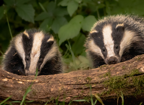 Badgers - Paul Browning