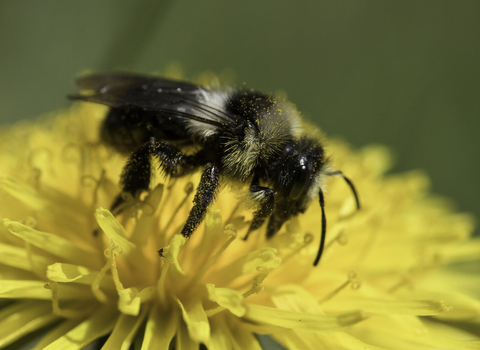 Ashy mining bee