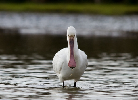 Spoonbill - Bertie Gregory/2020VISION