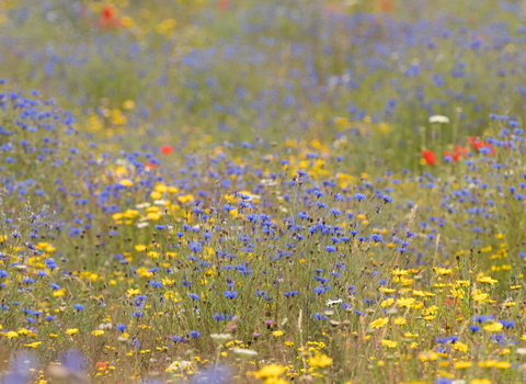 Wildflowers - James Adler