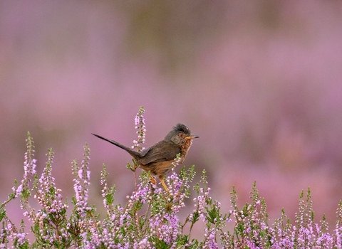 Dartford warbler - Chris Gomersall/2020VISION