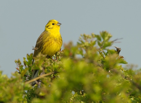 Yellowhammer - Chris Gomersall/2020VISION