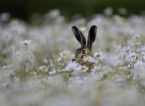 Brown Hare - David Tipling/2020VISION