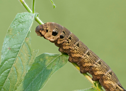 Elephant hawkmoth