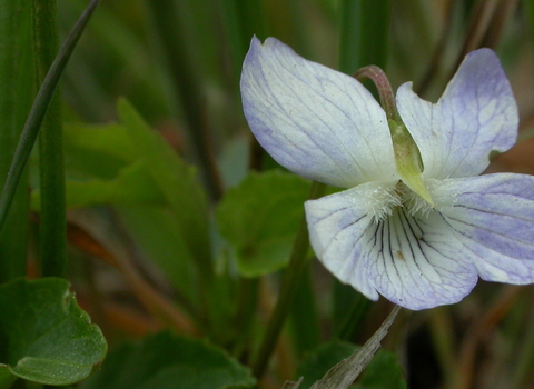 Fen violet