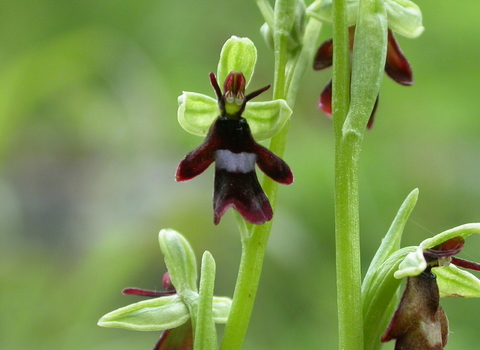 The flowers of a fly orchid, demonstrating their insect-like appearance
