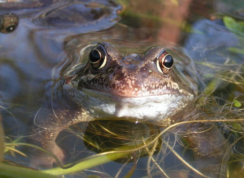Common frog