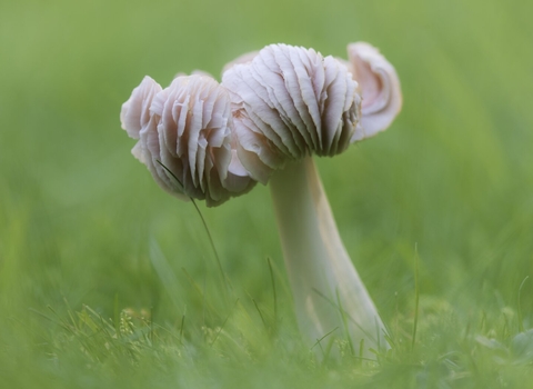 Pink waxcap