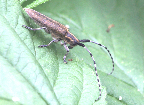 A golden-bloomed grey longhorn beetle resting on a leaf