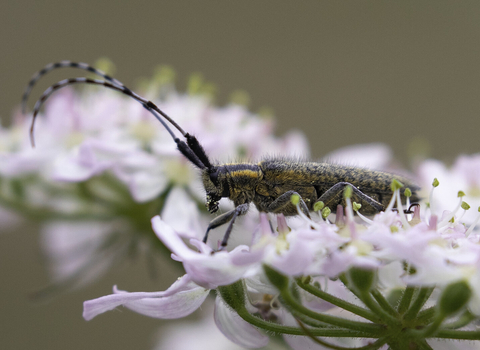 A golden-bloomed grey longhorn beetle resting on a pink flowerhead