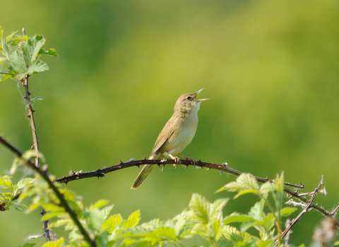 Grasshopper warbler