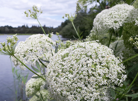 Greater water parsnip