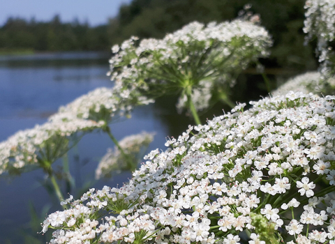 Greater water parsnip