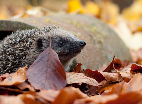Hedgehog in autumn leaves by Tom Marshall