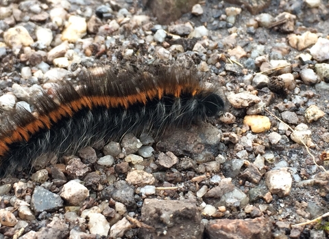 Fox moth caterpillar