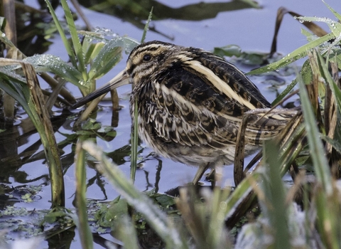 A jack snipe lurking in the vegetation at the edge of a pool, it's stripy camouflage helping it blend in with the grasses