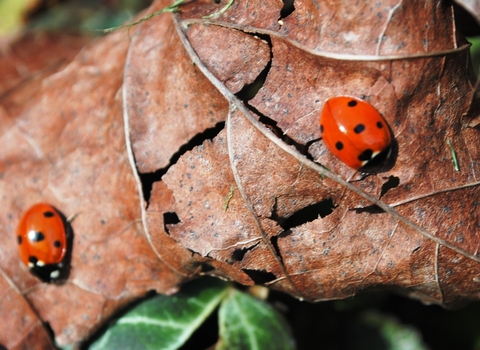 Ladybirds - Amy Lewis