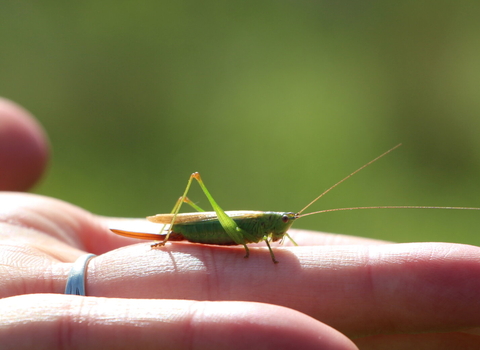 Long-winged conehead on a hand - Lianne de Mello