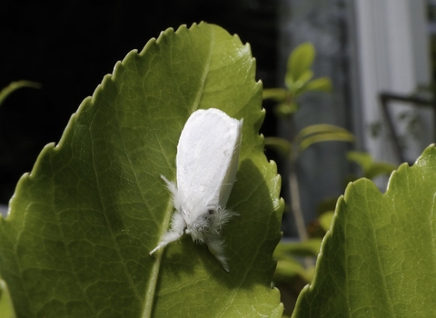 A fluffy, white brown-tail moth resting on a leaf
