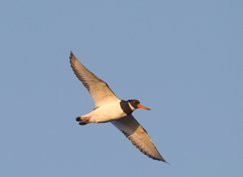 Oystercatcher - Peter Cairns/2020VISION