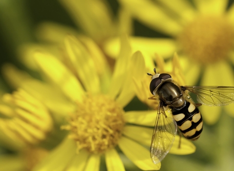 Hover-fly feeding on common ragwort - Ross Hoddinott/2020VISION