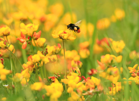 Red-tailed bumblebee on bird's foot trefoil - Jon Hawkins