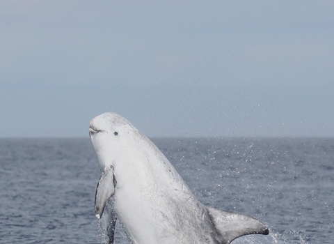 dolphin wildlife trusts