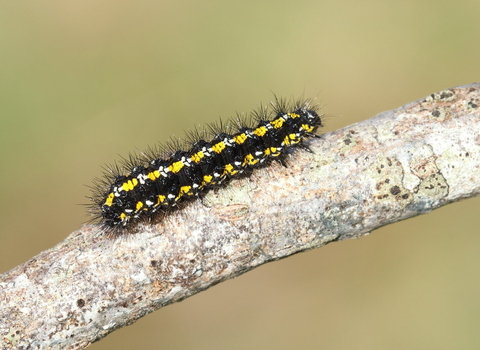 A scarlet tiger caterpillar, black with yellow stripes, crawling across a tree branch