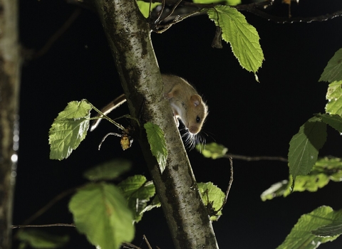 Hazel dormouse