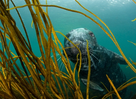 Suffolk Wildlife Trust