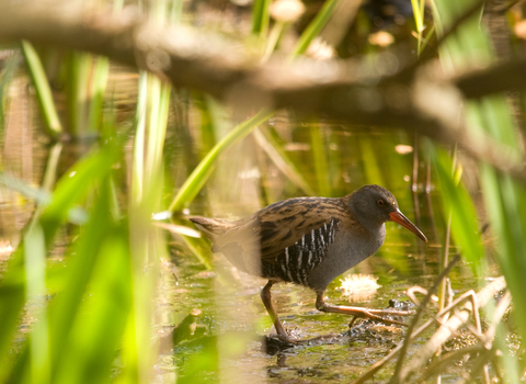 Water rail - Amy Lewis