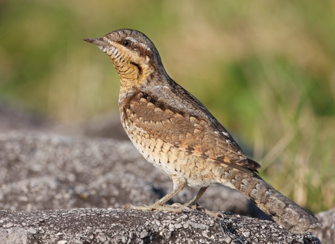 A wryneck standing on a rock