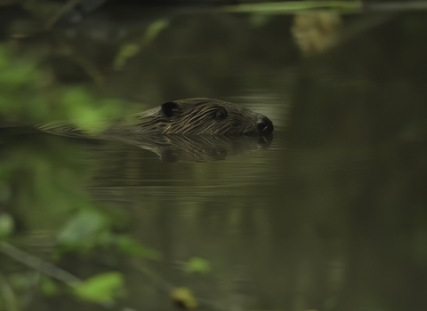 Beaver - Russell Savory