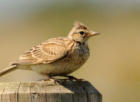 Skylark by Amy Lewis