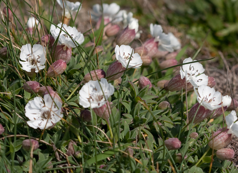 sea campion