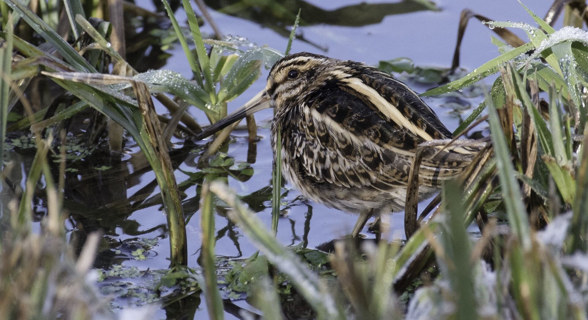 A jack snipe lurking in the vegetation at the edge of a pool, it's stripy camouflage helping it blend in with the grasses